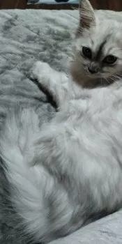 チャチャ 様のお迎えした子猫