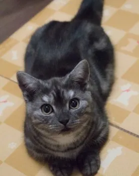 のんき 様のお迎えした子猫