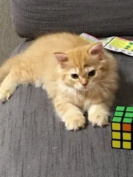 谷川 様のお迎えした子猫