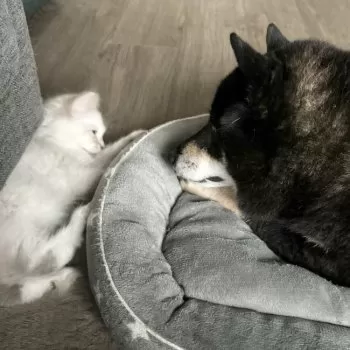 puss 様のお迎えした子猫