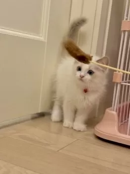 momo 様のお迎えした子猫