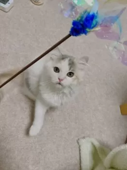 Y.K 様のお迎えした子猫