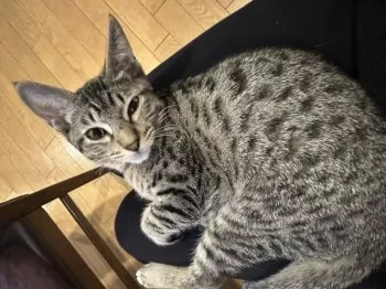 M.H 様のお迎えした子猫