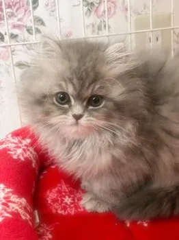 M.Ｉ 様のお迎えした子猫