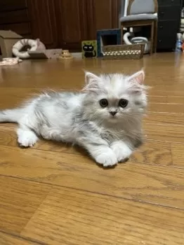 つむぎ 様のお迎えした子猫
