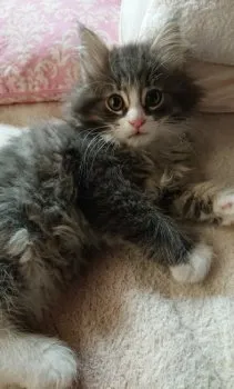森の妖精 様のお迎えした子猫