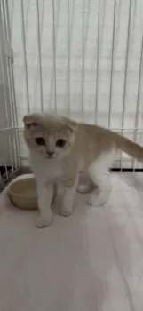 スミちゃん 様のお迎えした子猫