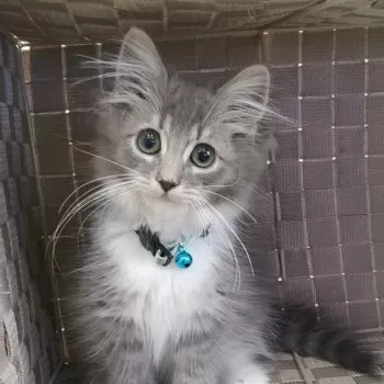 S.W 様のお迎えした子猫
