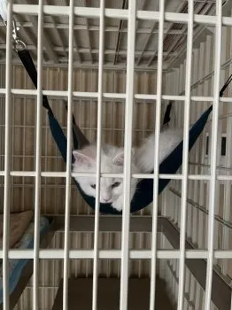 しの 様のお迎えした子猫