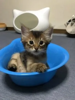 有明のソマリ好き 様のお迎えした子猫