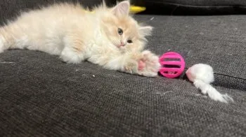 ys 様のお迎えした子猫