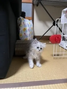 S.K 様のお迎えした子猫