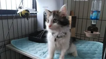 T.M 様のお迎えした子猫