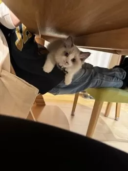 Y.Y 様のお迎えした子猫