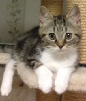 ゆ 様のお迎えした子猫