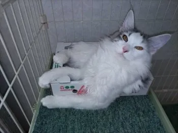 T.N 様のお迎えした子猫