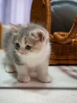 Koji_Nagoya 様のお迎えした子猫