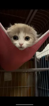 Koto 様のお迎えした子猫
