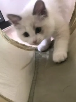 M.H 様のお迎えした子猫