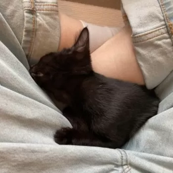 あや 様のお迎えした子猫