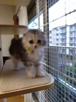 フジッコ 様のお迎えした子猫