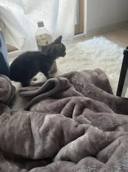 さら 様のお迎えした子猫