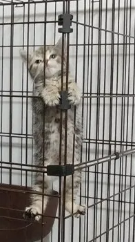 もも 様のお迎えした子猫