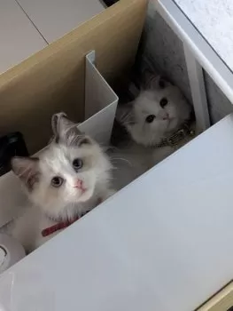 ミサ 様のお迎えした子猫