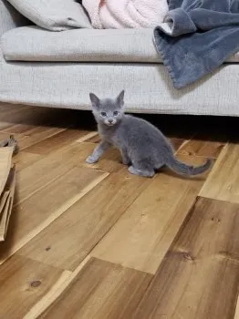 キシ 様のお迎えした子猫