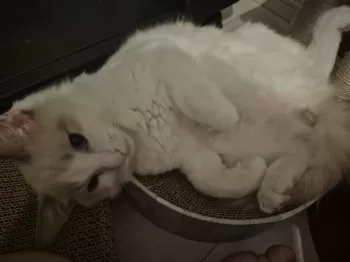 K.T 様のお迎えした子猫