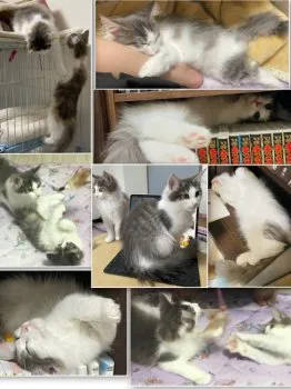 T.S 様のお迎えした子猫