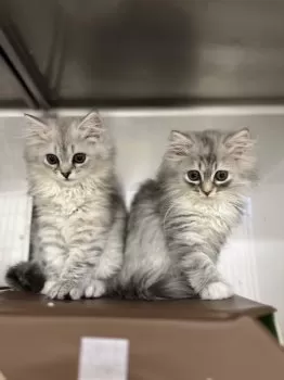 Mayumi Yokohama 様のお迎えした子猫