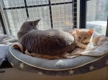 KOKORO 様のお迎えした子猫