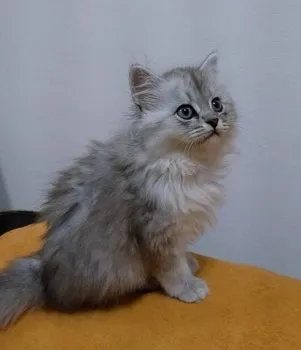 ひよこ 様のお迎えした子猫