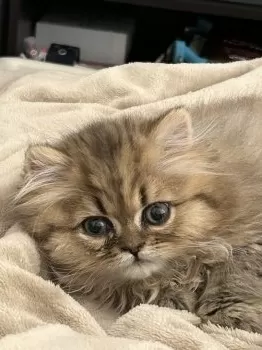 ナミ 様のお迎えした子猫
