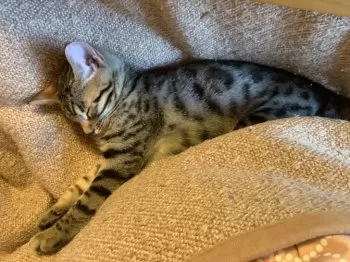 E.H 様のお迎えした子猫