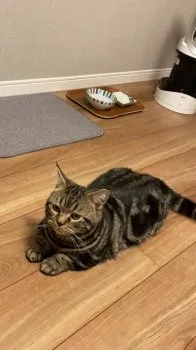 ユウディ 様のお迎えした子猫