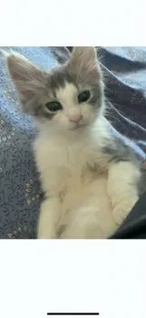 S.Y 様のお迎えした子猫