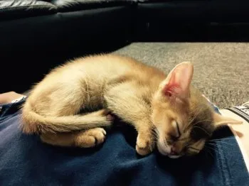 hatto 様のお迎えした子猫