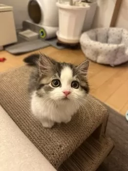 M.K 様のお迎えした子猫