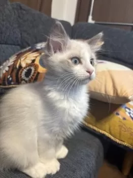 A.U 様のお迎えした子猫