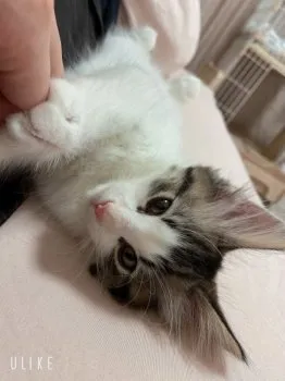 Ｙ 様のお迎えした子猫