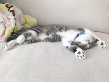 うたまろ 様のお迎えした子猫