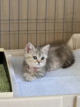 Y.O 様のお迎えした子猫
