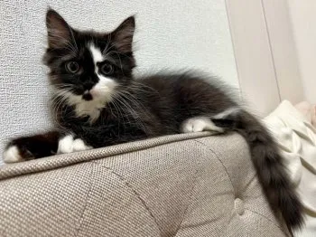 Y.S 様のお迎えした子猫