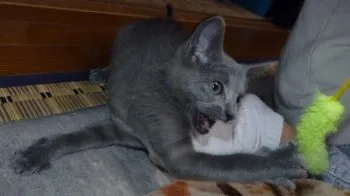 ガッキー 様のお迎えした子猫