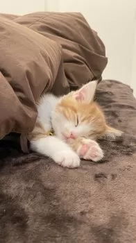 A.Y 様のお迎えした子猫