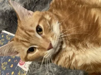 ビリー 様のお迎えした子猫