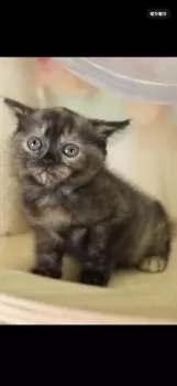 福 様のお迎えした子猫