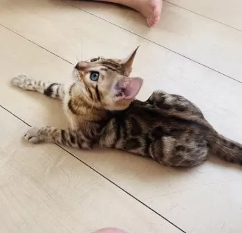 まみ 様のお迎えした子猫